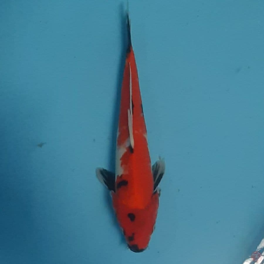 showa 29cm