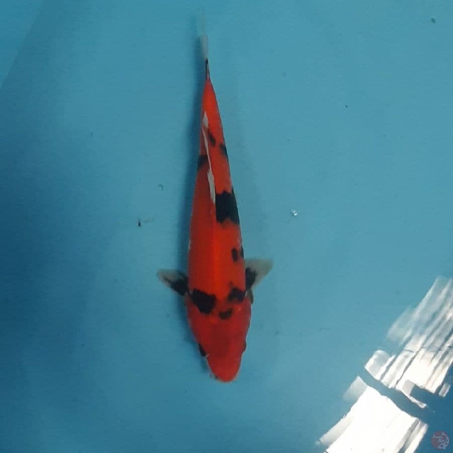 showa 28cm