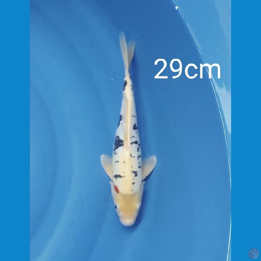 shiro doitsu (ada bocor merah) 29cm