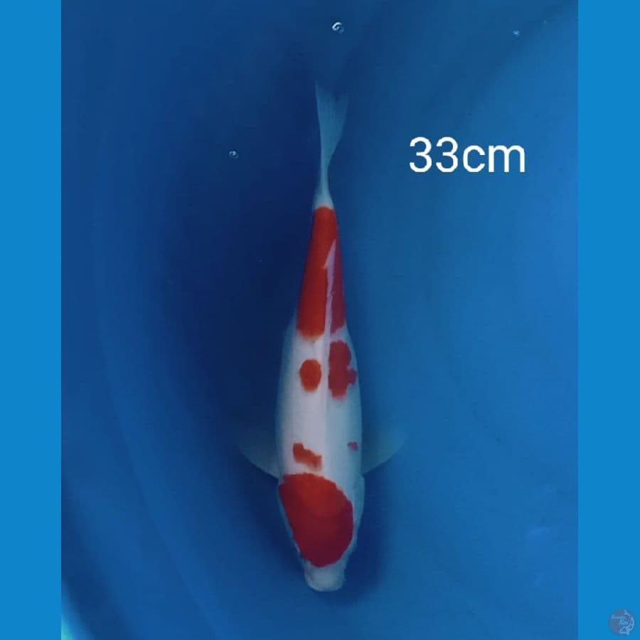 kohaku 33cm