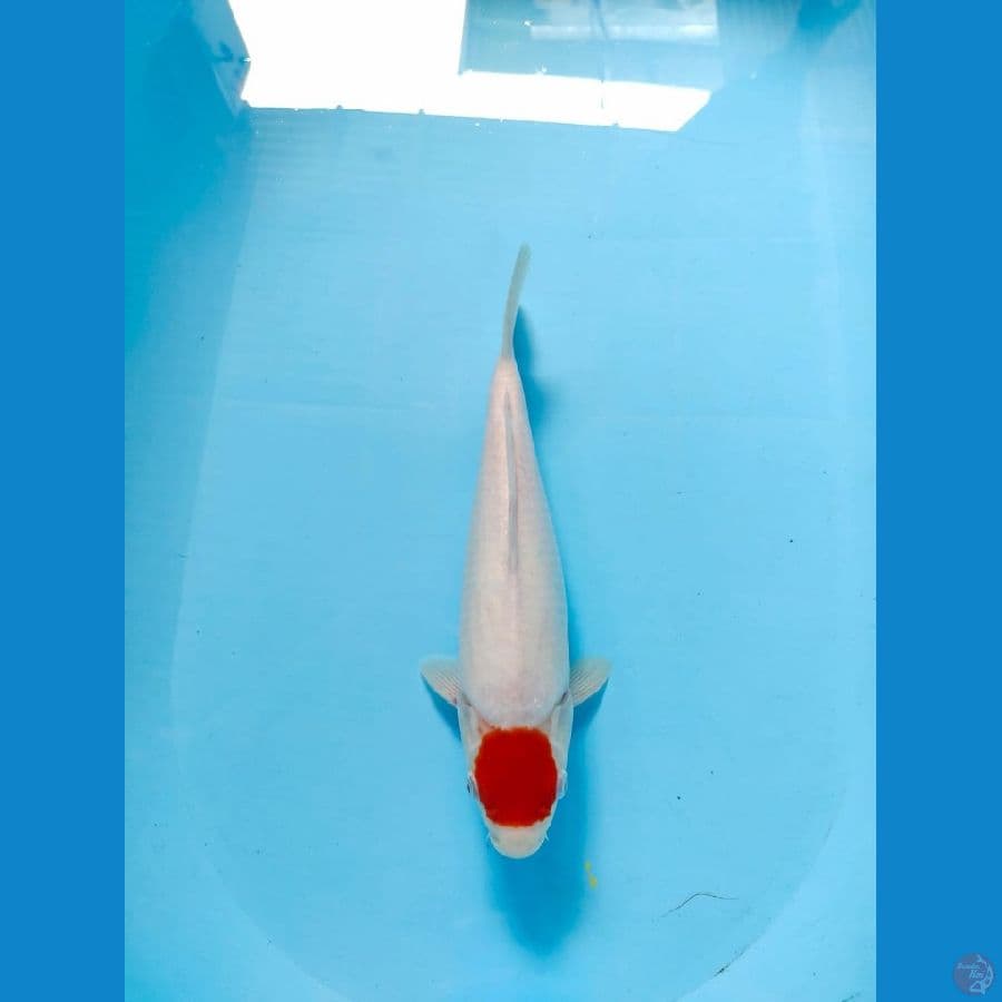 tanco kohaku 30cm