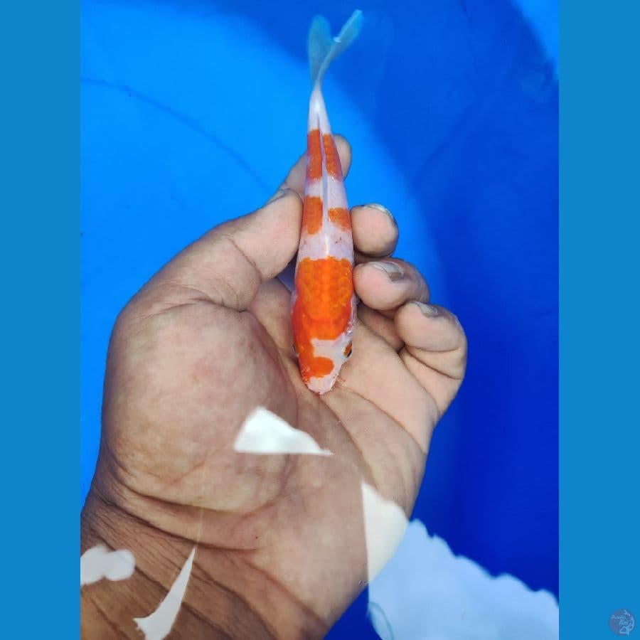 BAHAN 10CM UP. CALONJOSSS