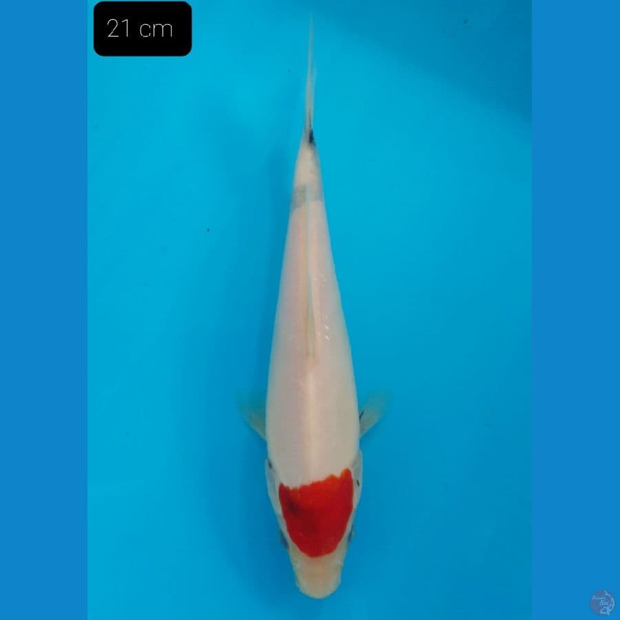 Tancho 21 cm