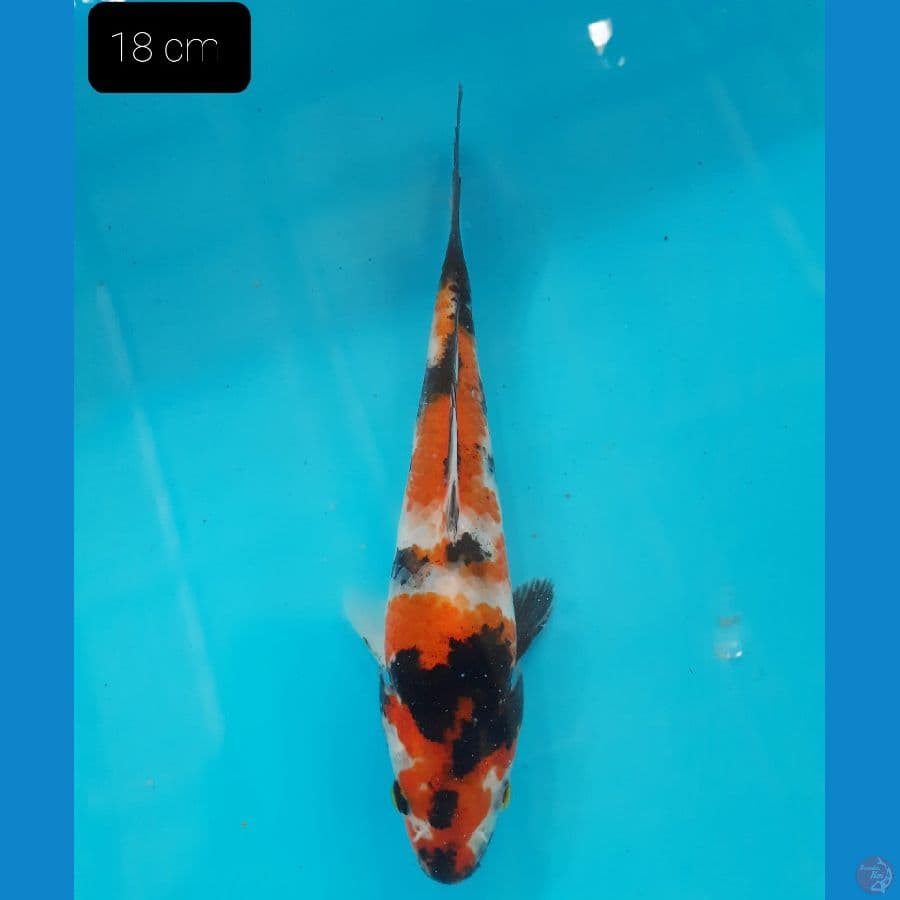 Showa 18 cm