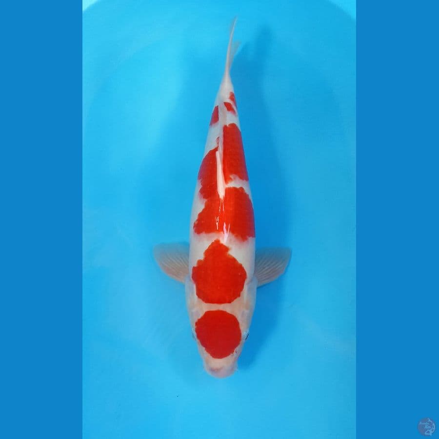 kohaku 45cm