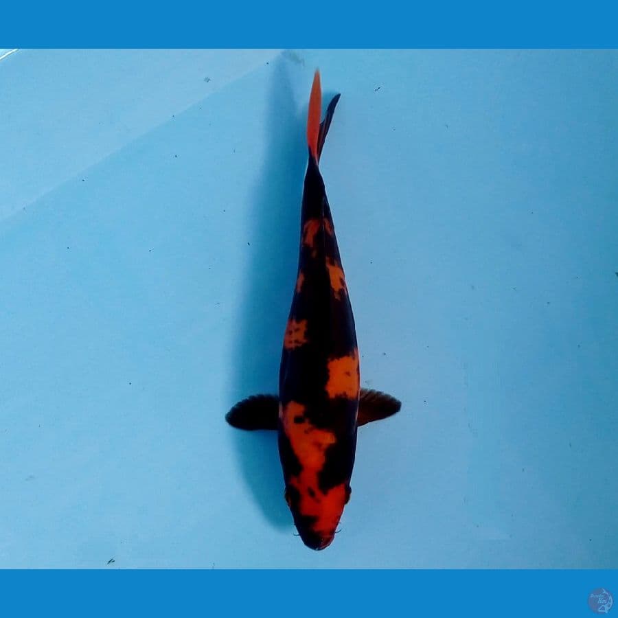 murni hi utsuri doit 18 cm