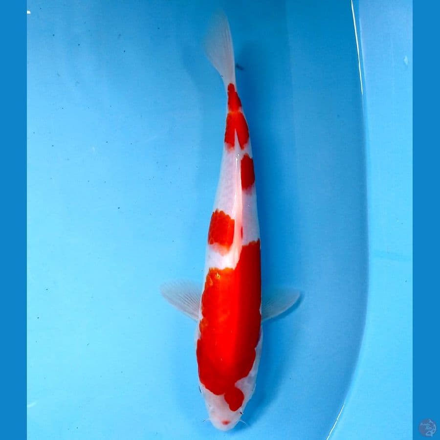 kohaku 27 cm