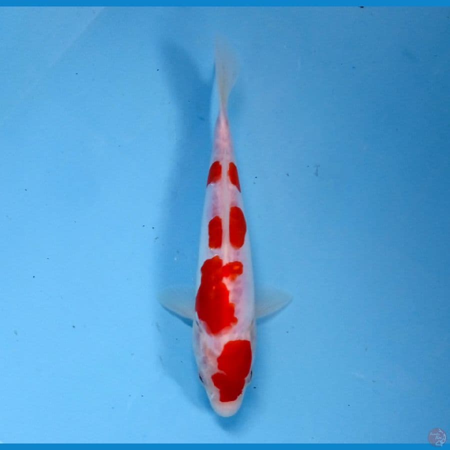 kohaku doit 20 cm