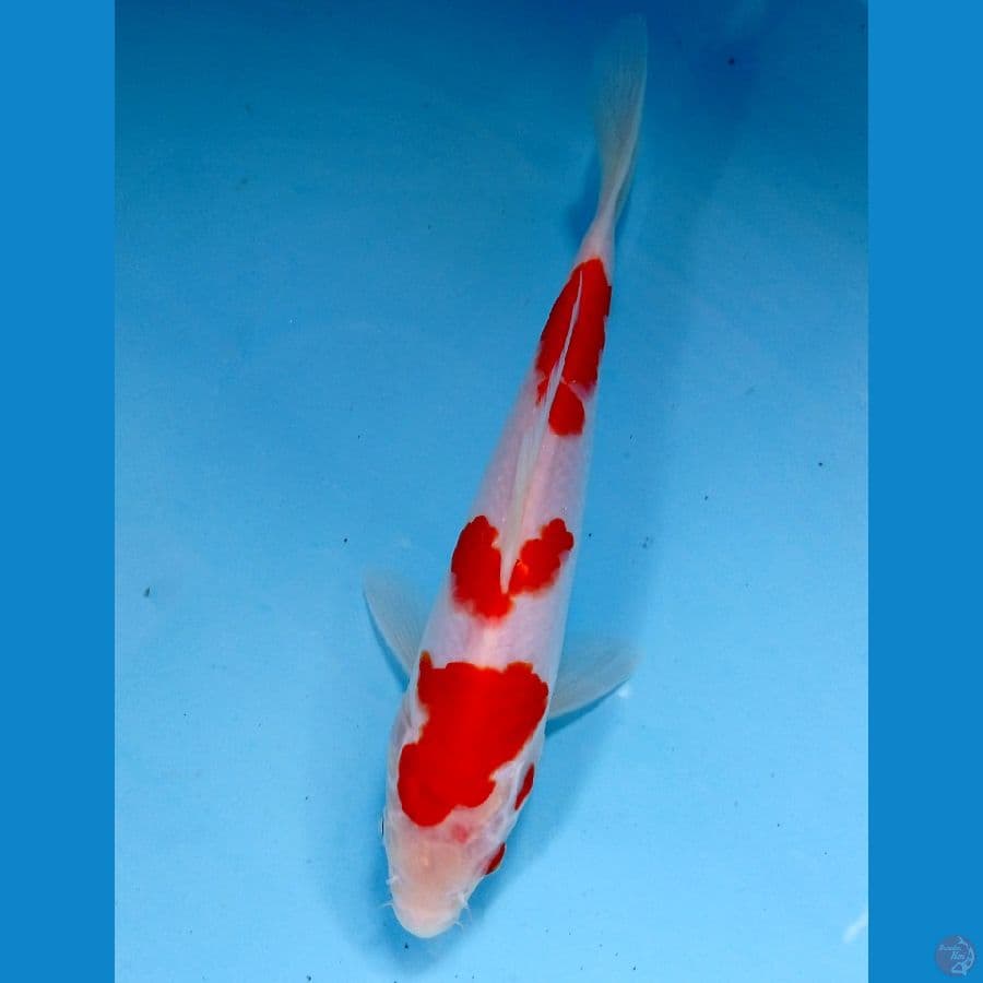 kohaku 20cm