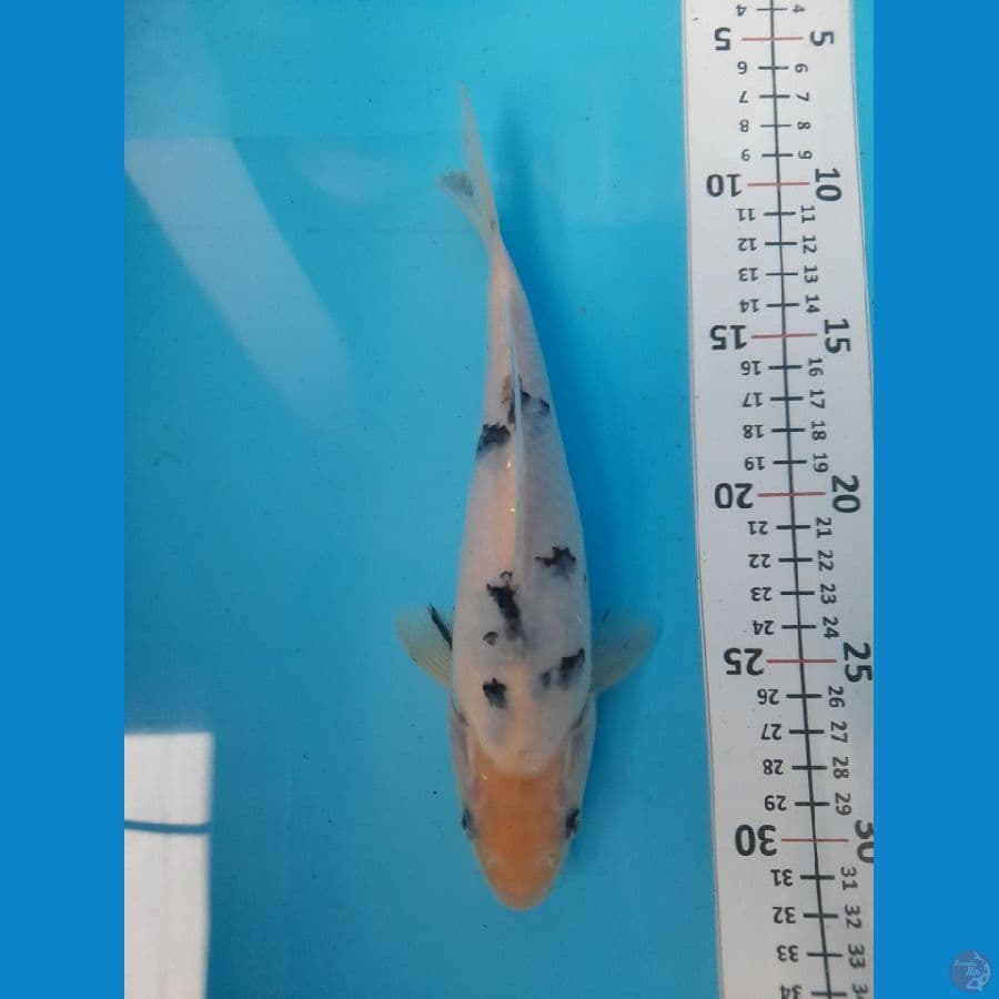 bekko size 23bu