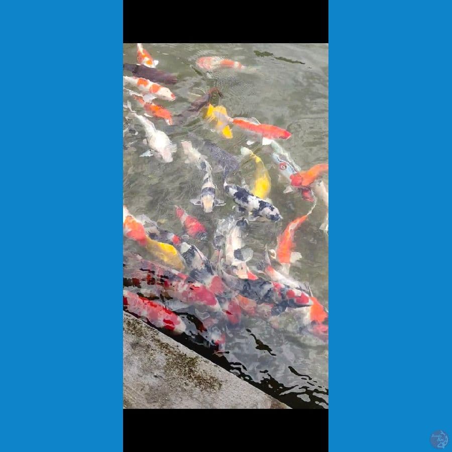 borongan kolam sq/hq -+80 ekor