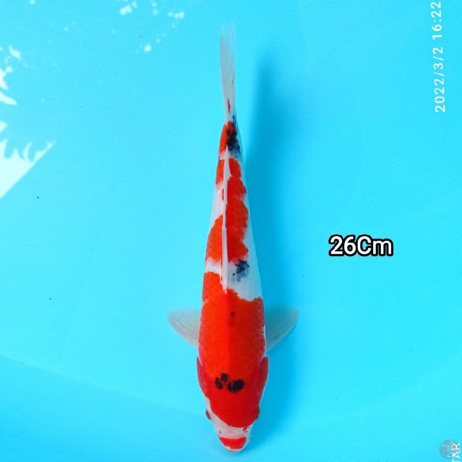 Sanke 26Cm