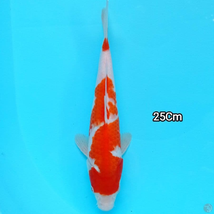 kohaku 25Cm strong