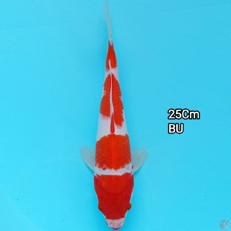 Kohaku Yondan 25Cm Bu
