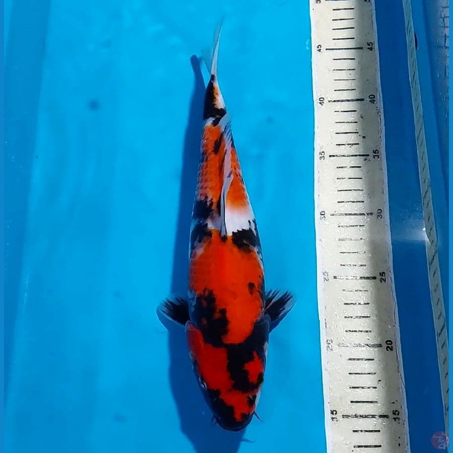SHOWA 32 CM