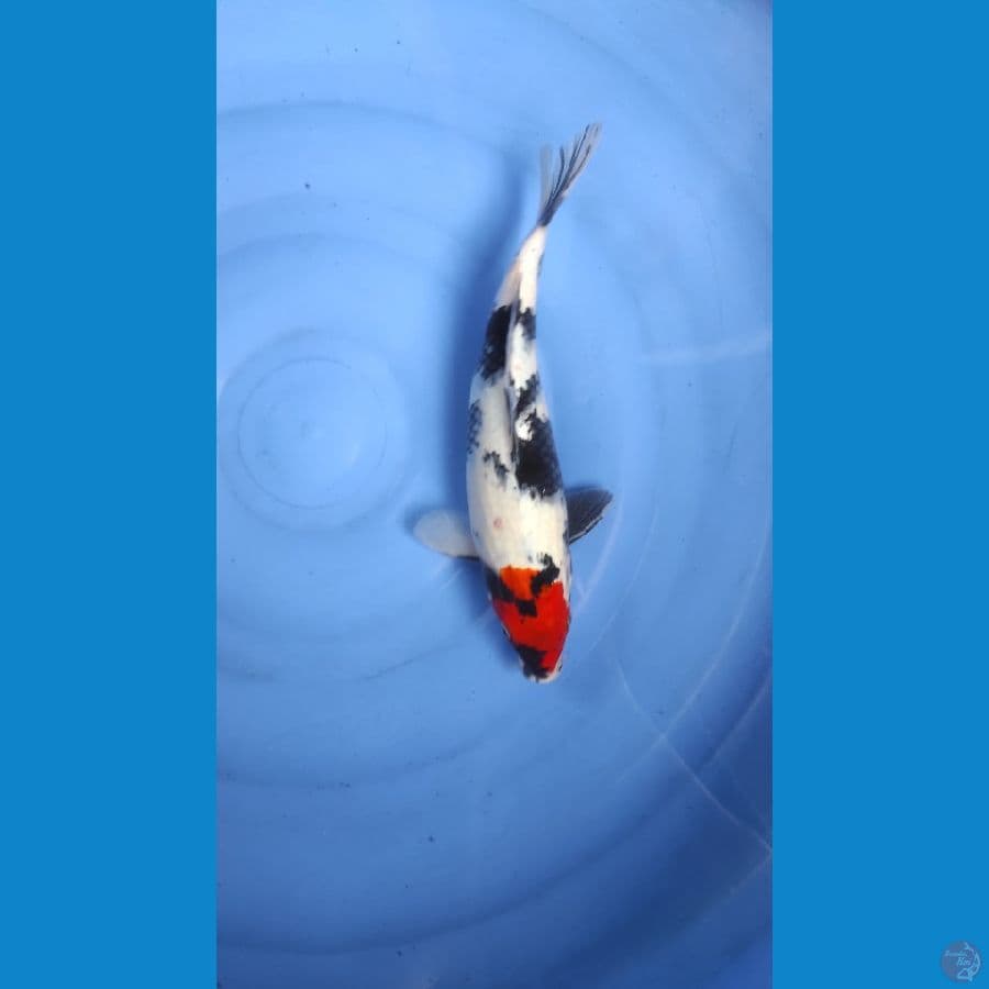 SHOWA 33CM