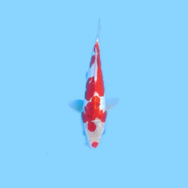 Doitsu kohaku