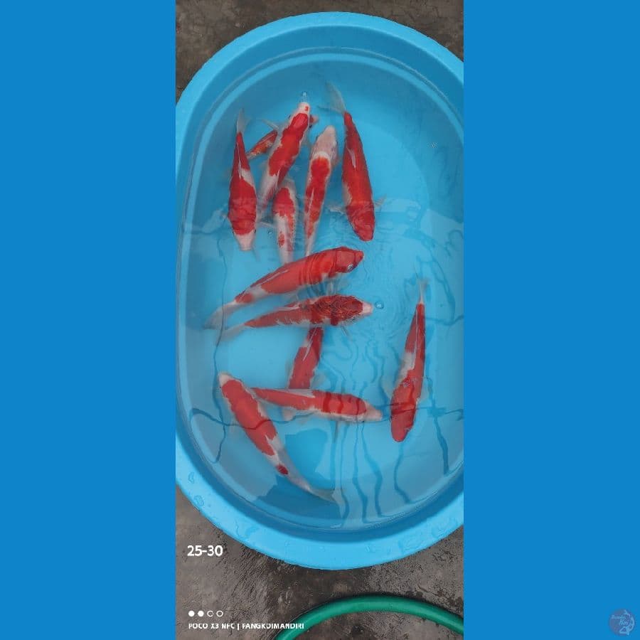 Kohaku ~ 25-30cm 11ekor