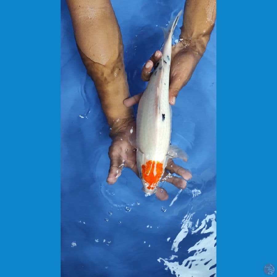 TANCOW SHANKE 36CM