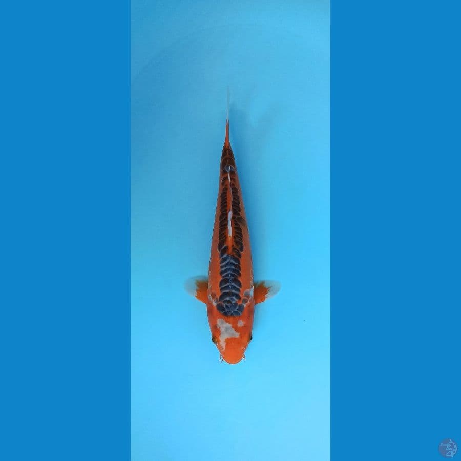 HI SUSHUI ANTIX 36CM