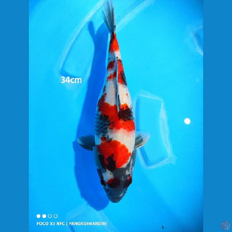 Showa - 35cm/ Female