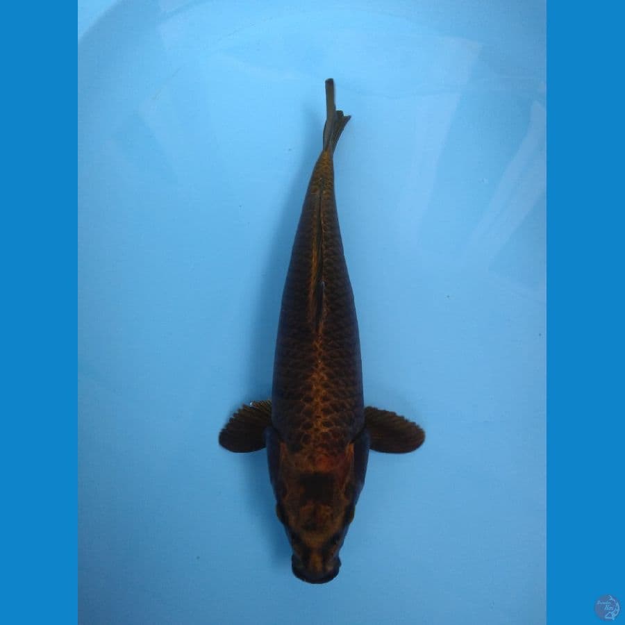 black kawari / 37cm