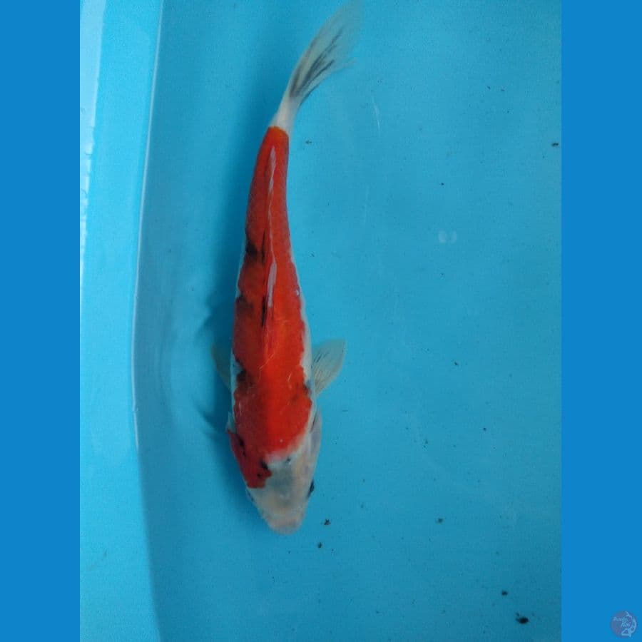 showa tategoi 33 cm