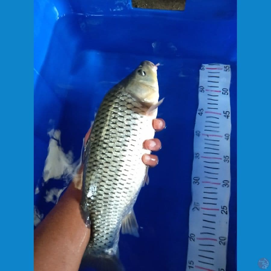 soragoi ginrin munuk bakat jumbo