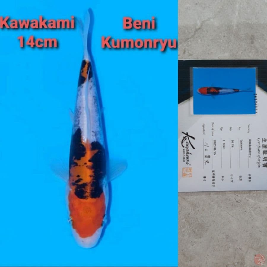 KAWAKAMI BENI KUMONRYU