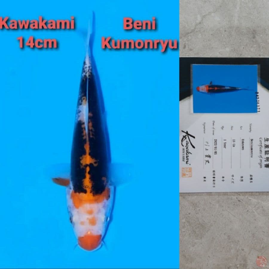 KAWAKAMI BENI KUMONRYU
