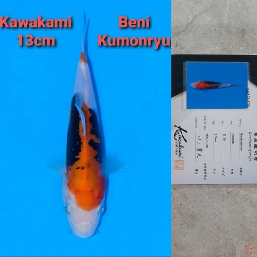 KAWAKAMI BENI KUMONRYU