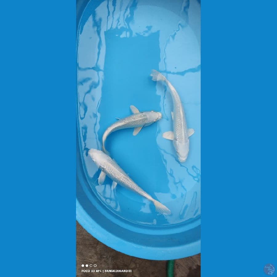 Platinum Ginrin ~ 28-31cm