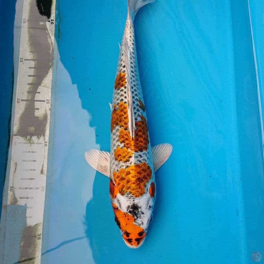 KUJAKU 32 cm
