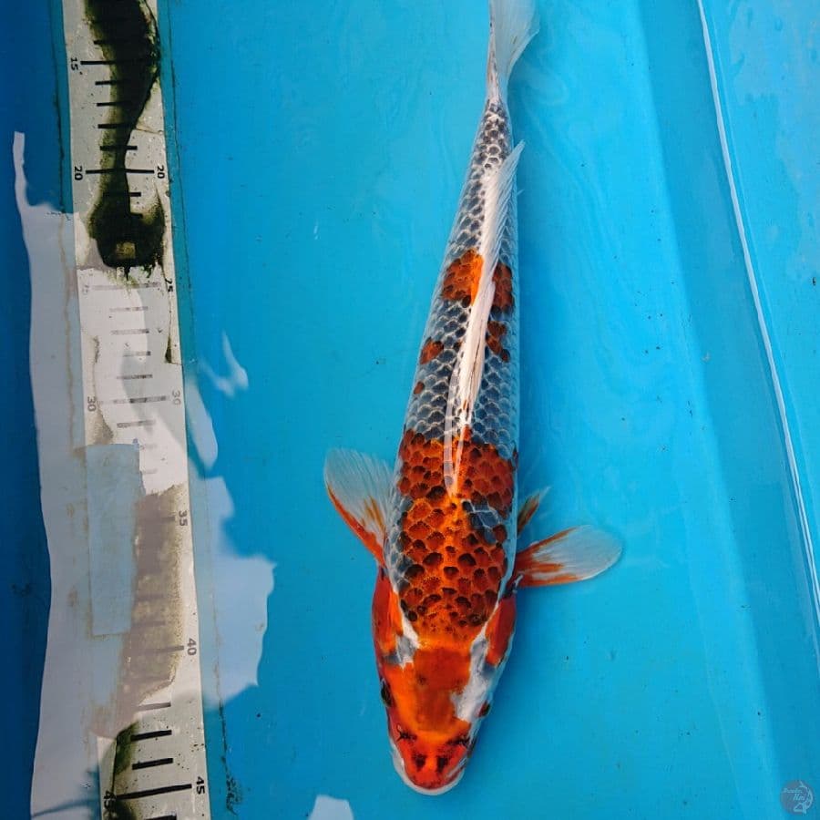 KUJAKU 36 cm