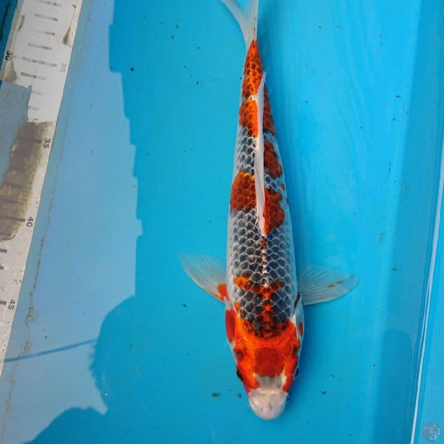 KUJAKU 29 cm