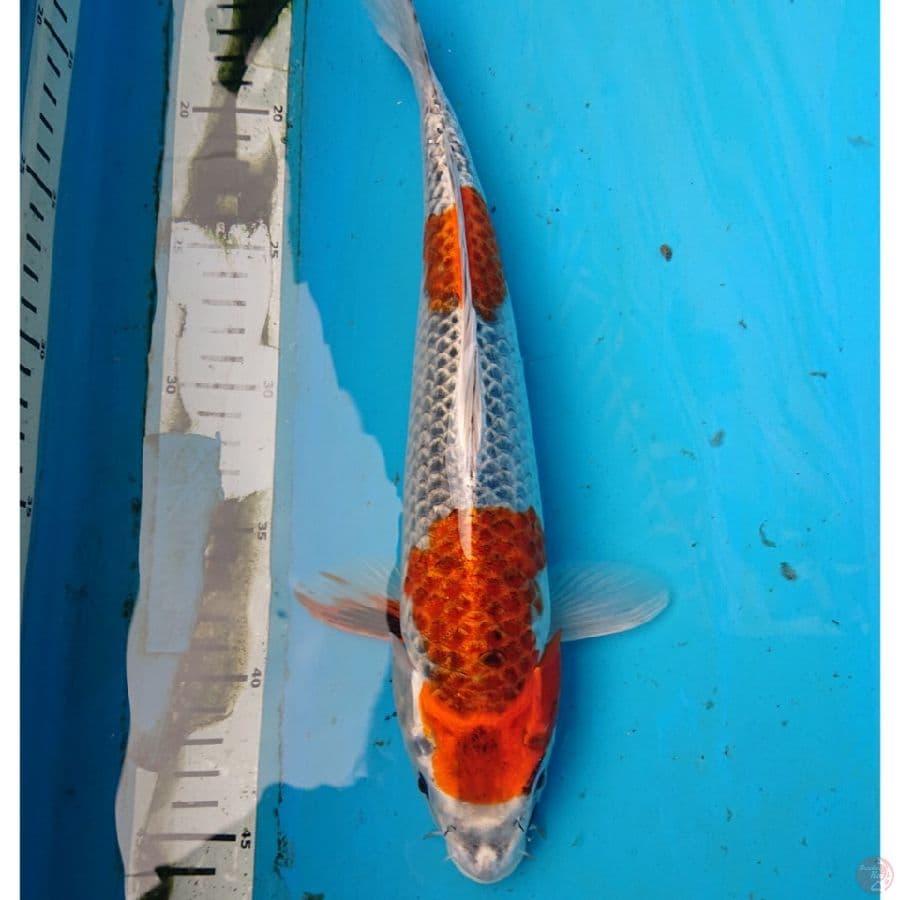 KUJAKU 32 cm