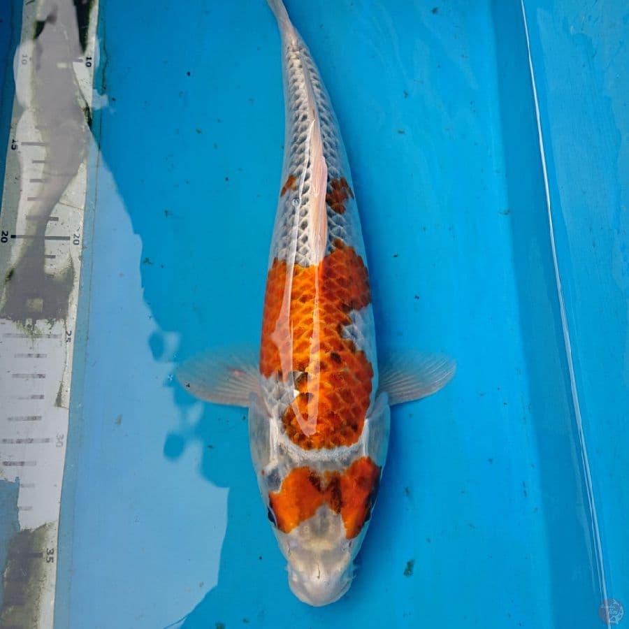 KUJAKU 34 cm