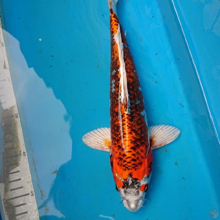 KUJAKU 32 cm