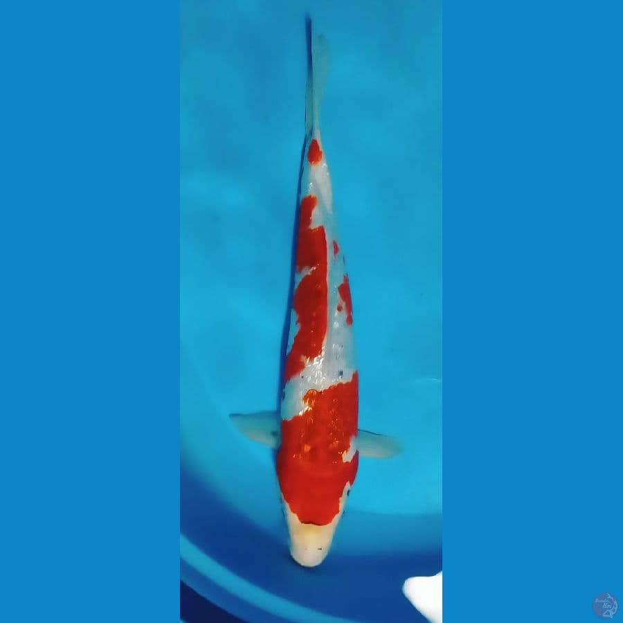 jumbo gosiki gindrin 45 cm male