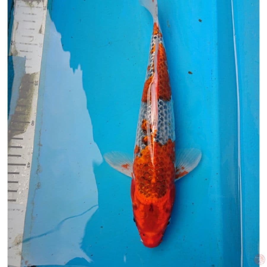 KUJAKU 32 cm