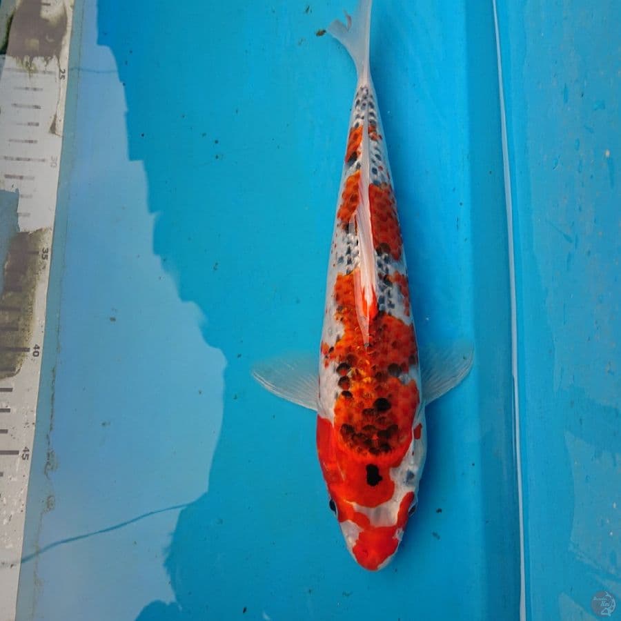 KUJAKU 30 cm