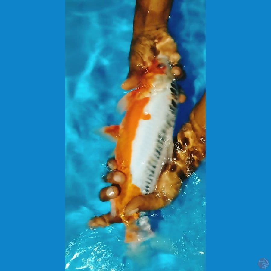GKB ~ Shusui JUMBO 39 cm male