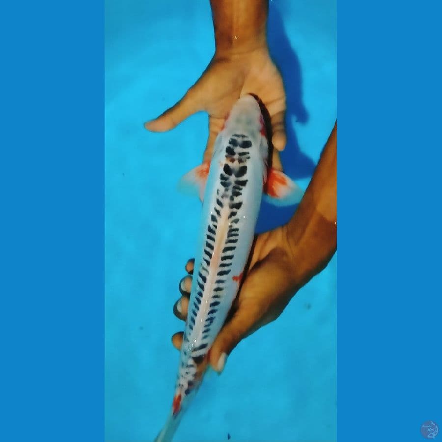 GKB ~ Shusui JUMBO 39 cm male