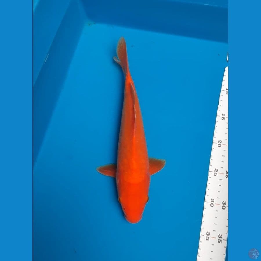 benigoi 31cm