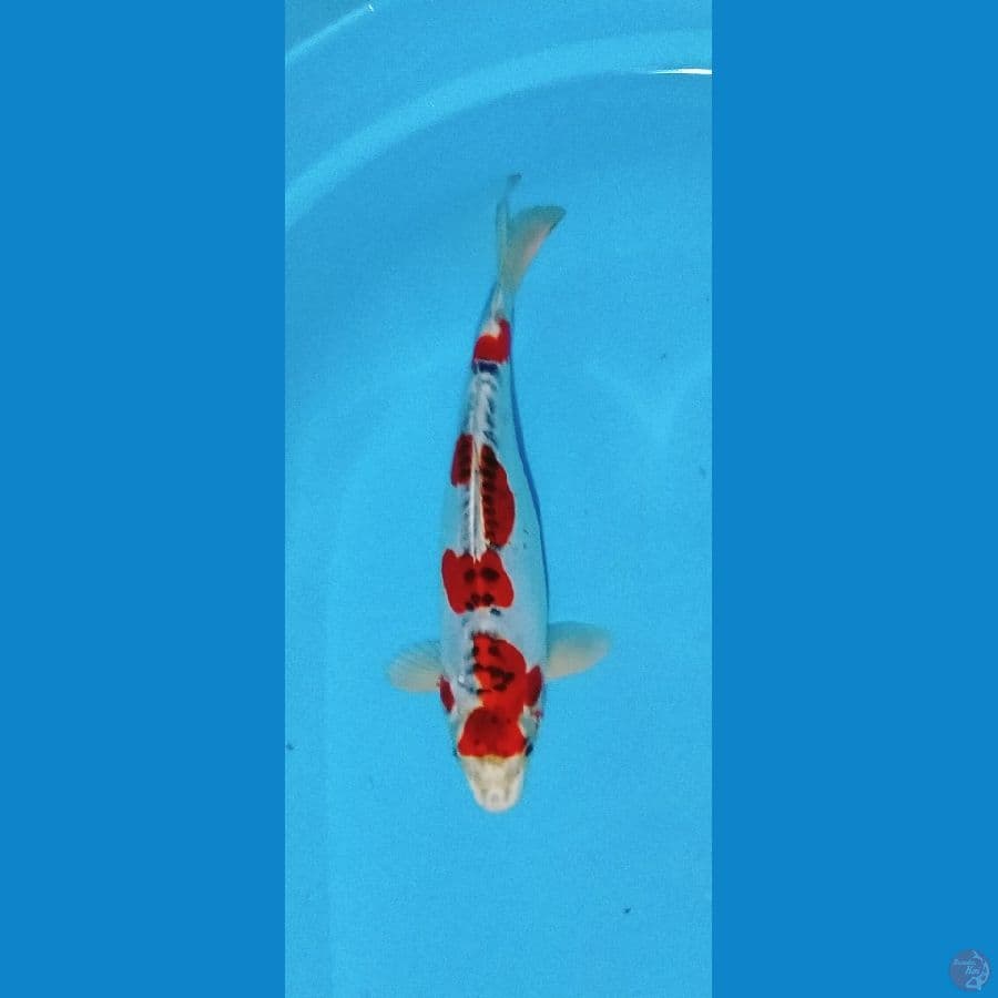 kiko female 34 cm