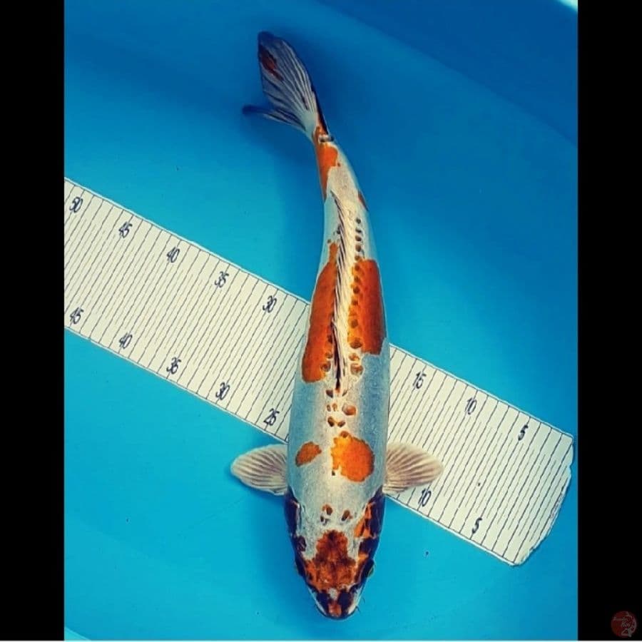 KimocHi Jumbo