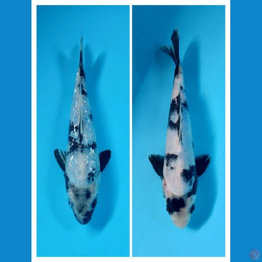 shiro,shiro ginrin 20-21cm