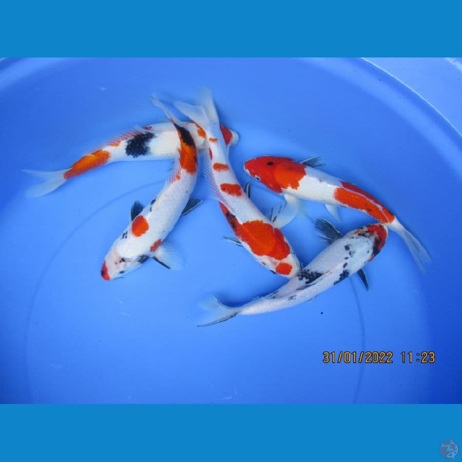 showa sansoku
