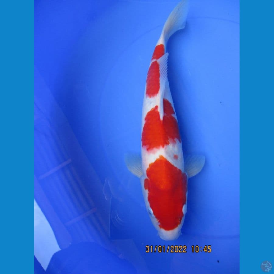 sandan kohaku