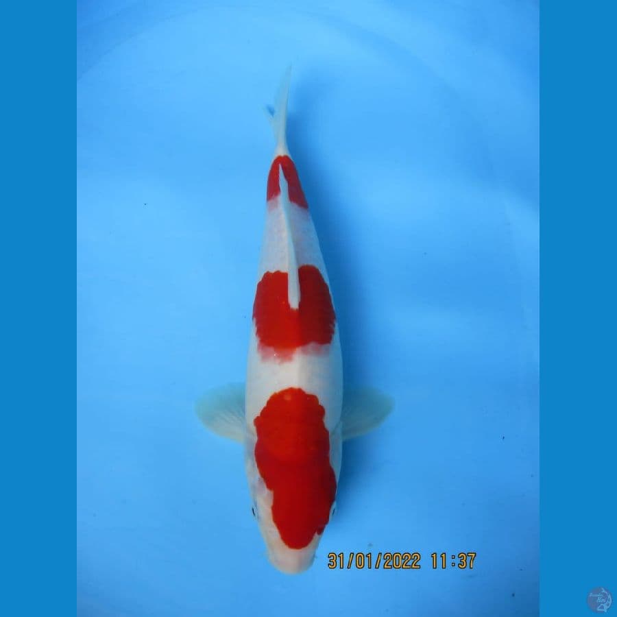 MKC KOI GRUB
